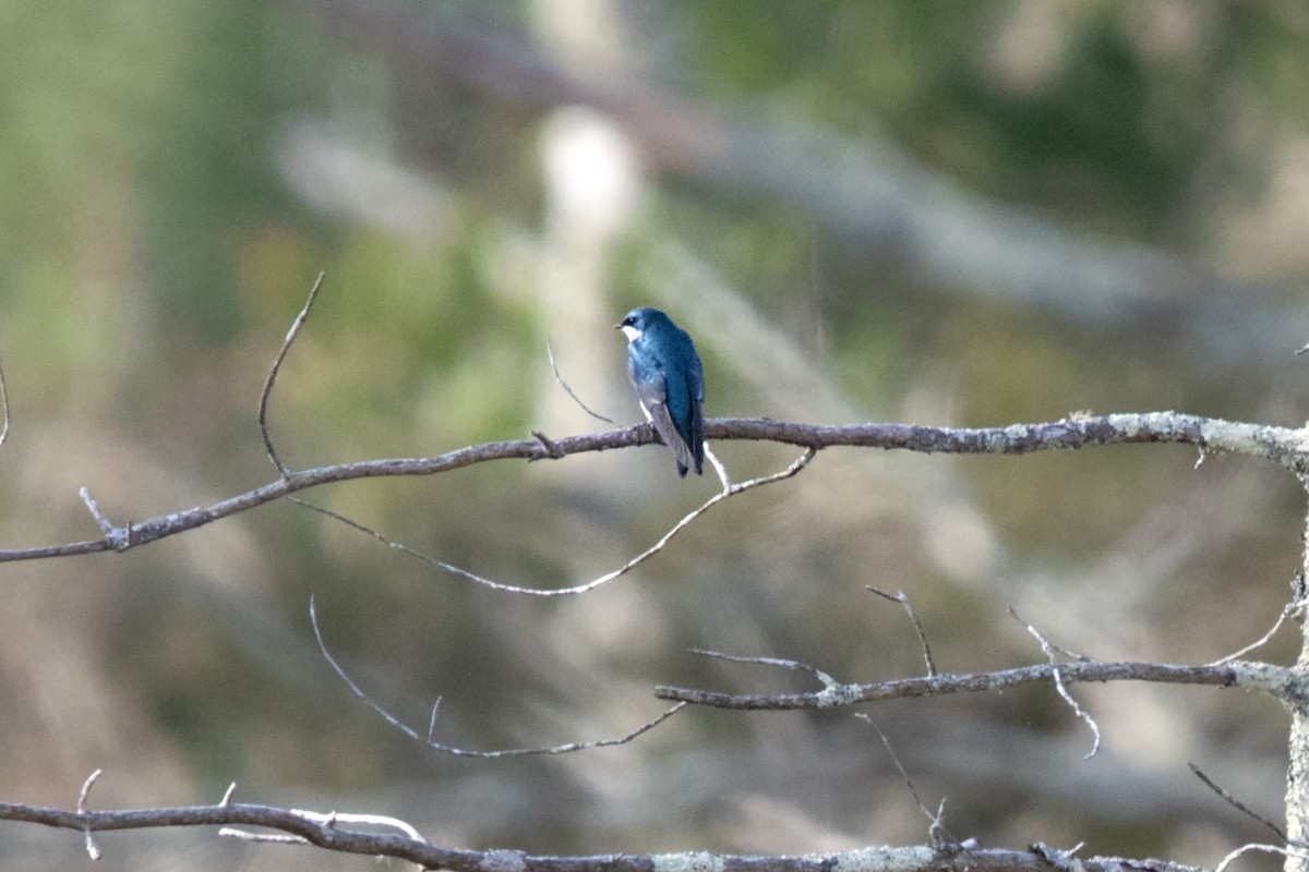 Tree Swallow - ML616039802