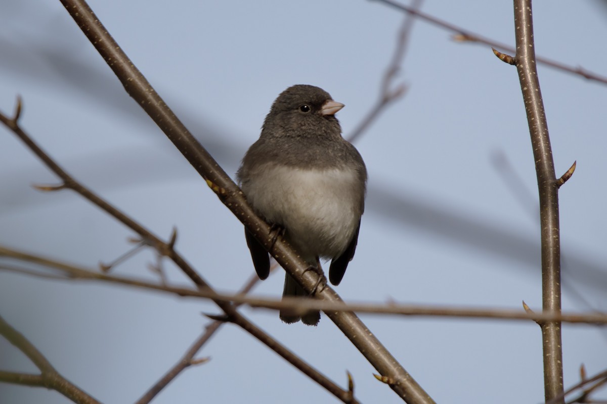 Dark-eyed Junco - ML616039812