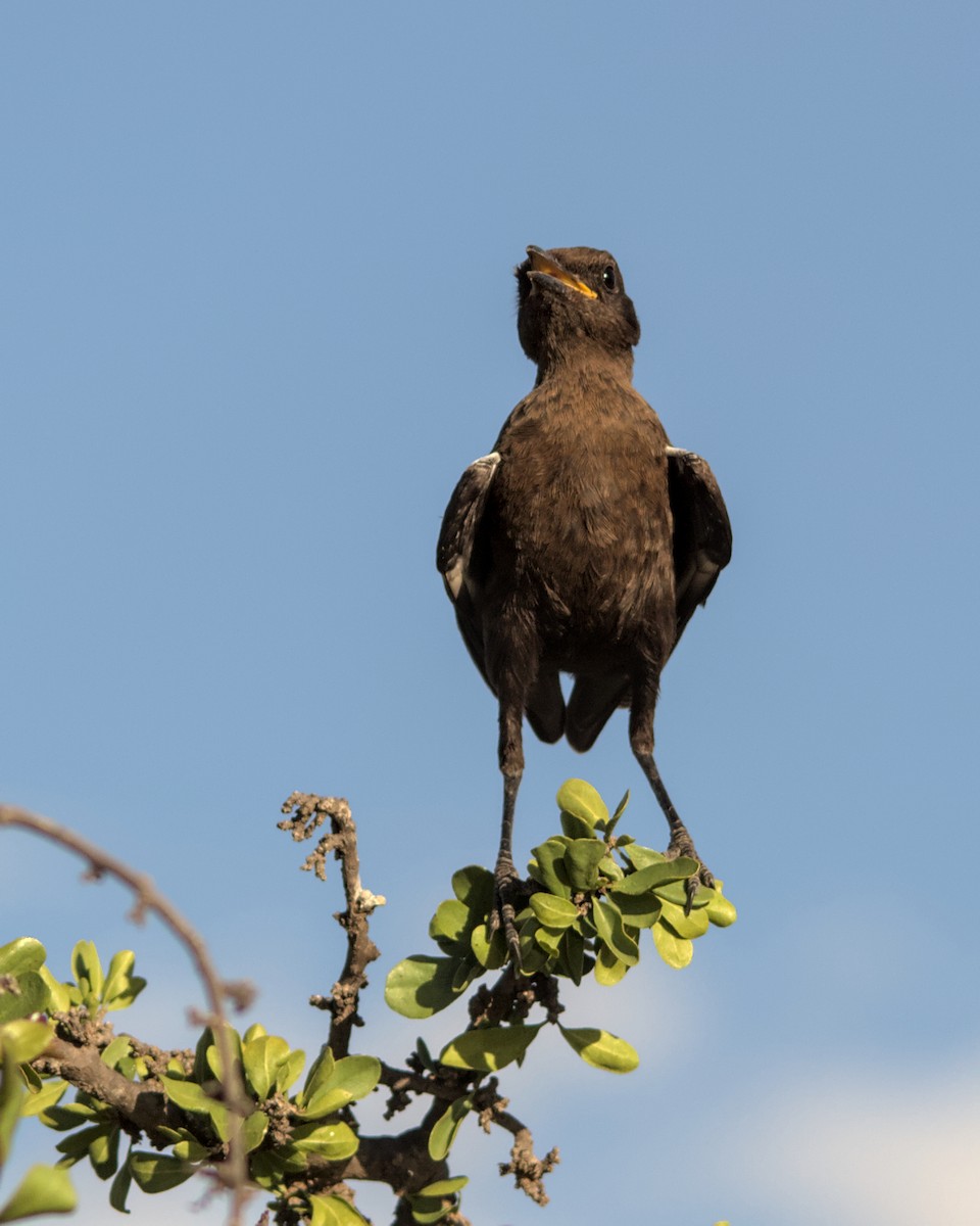 Southern Anteater-Chat - ML616039829