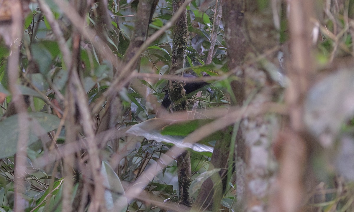 Black-throated Antshrike - ML616039843