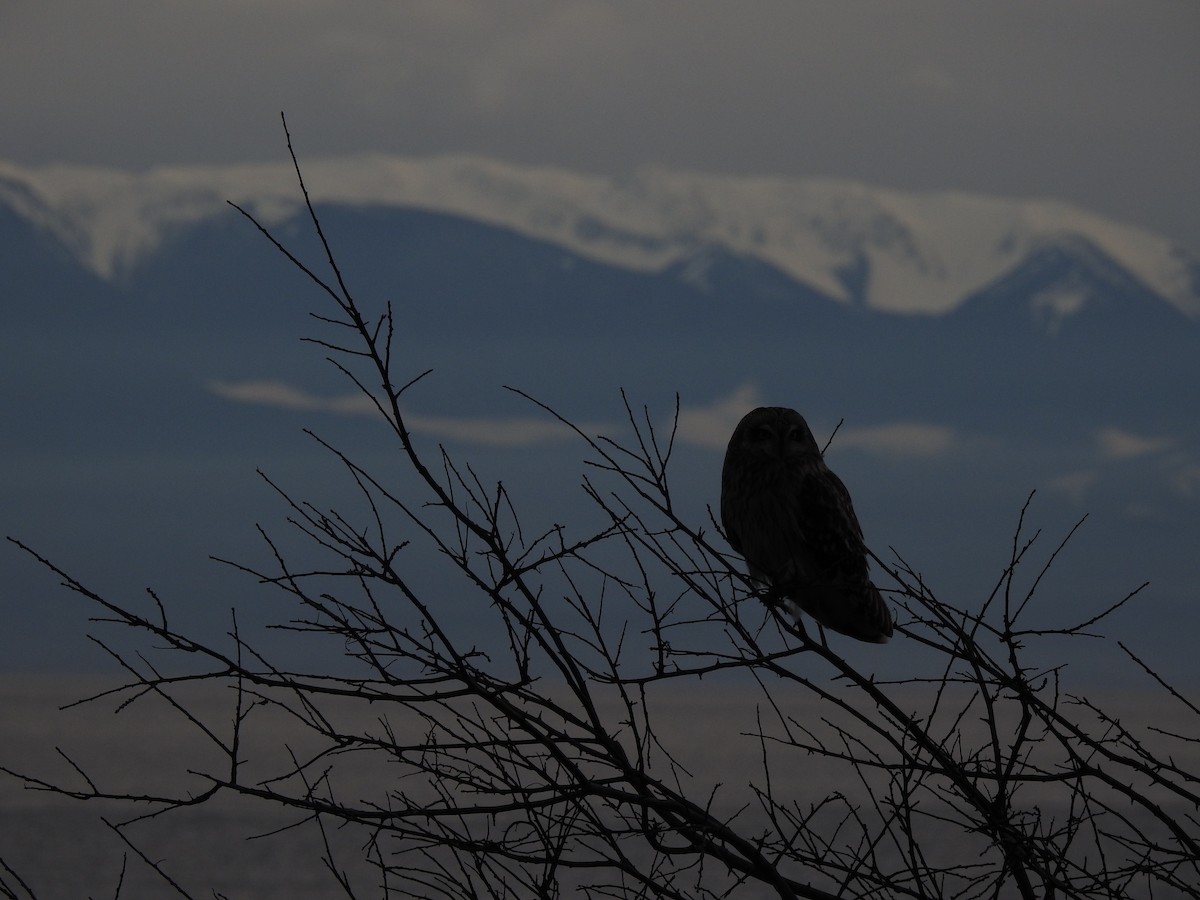 Short-eared Owl - ML616039889