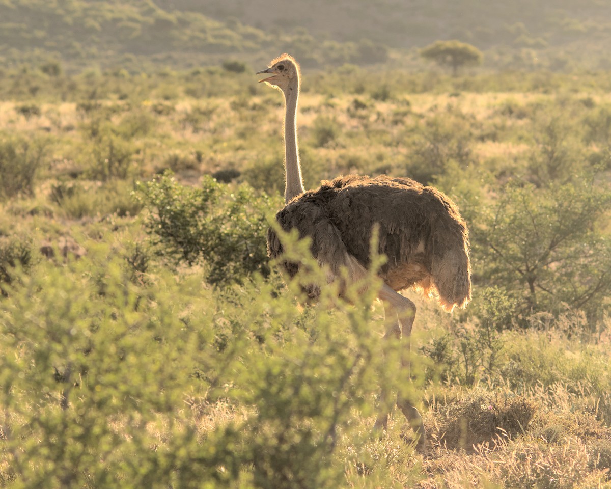 Common Ostrich - Cameron Blair