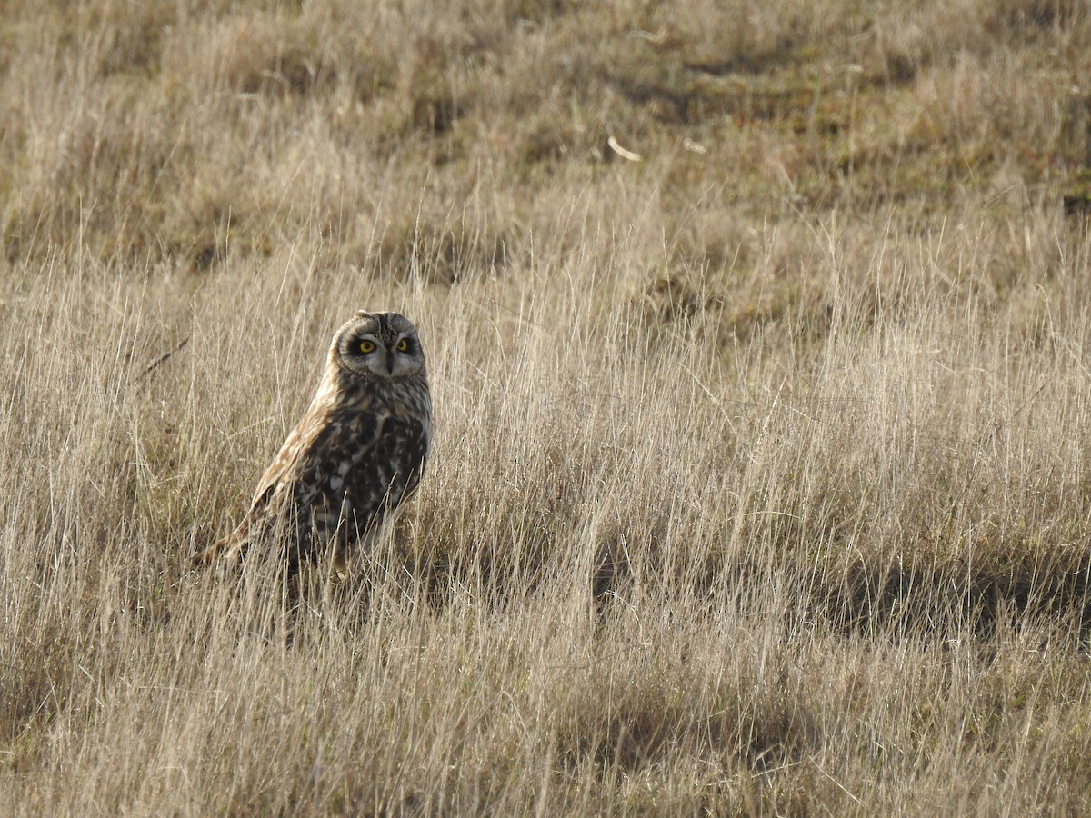 Short-eared Owl - Sam Jolly