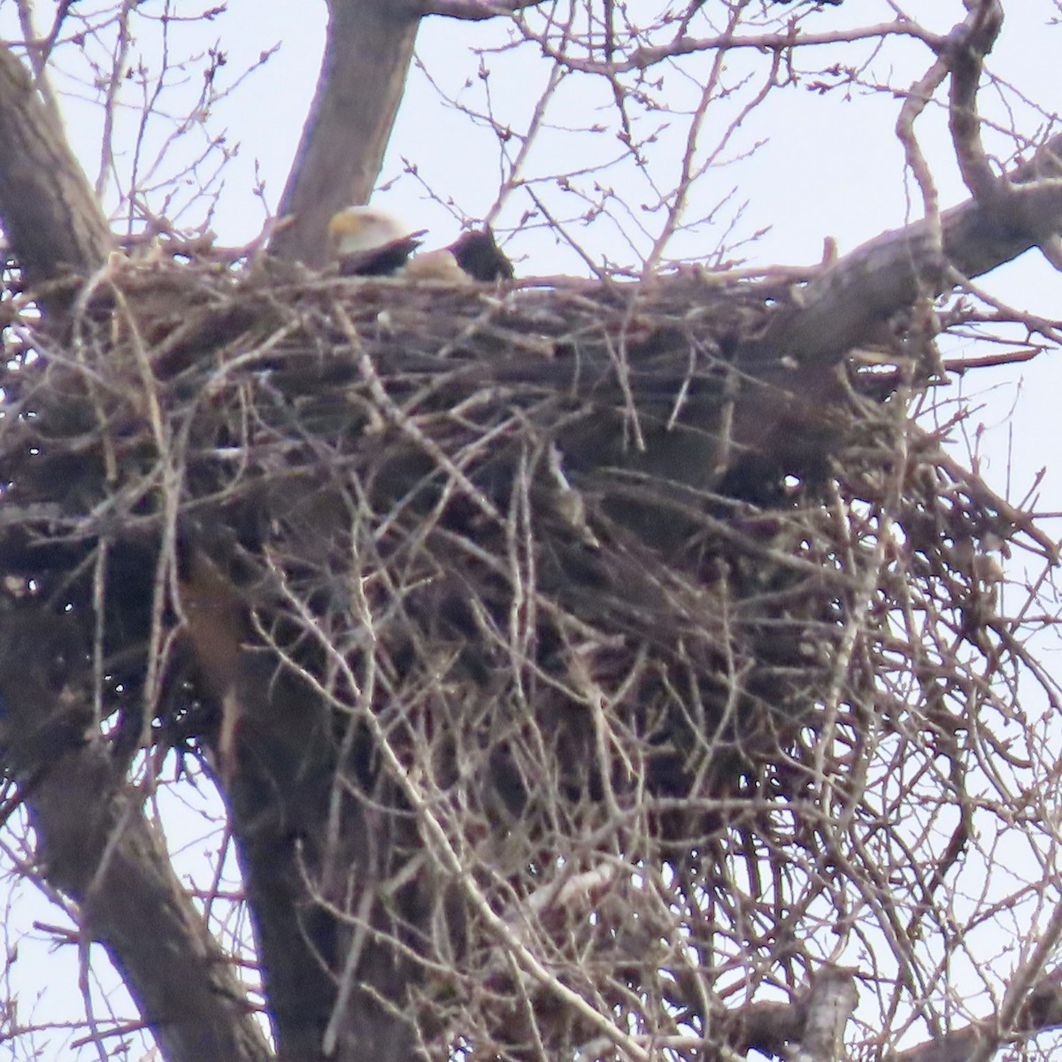 Bald Eagle - ML616040000