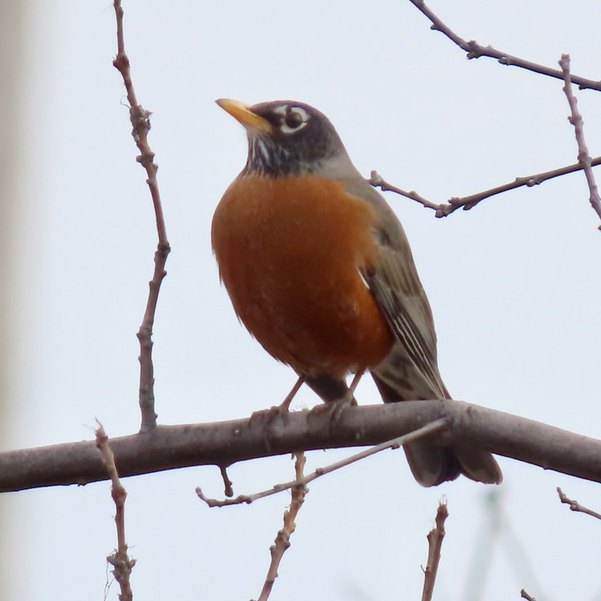 American Robin - ML616040040