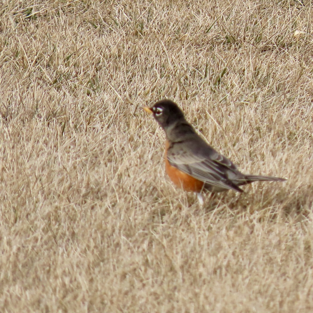 American Robin - ML616040045