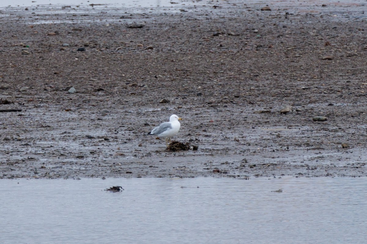 Ring-billed Gull - ML616040072