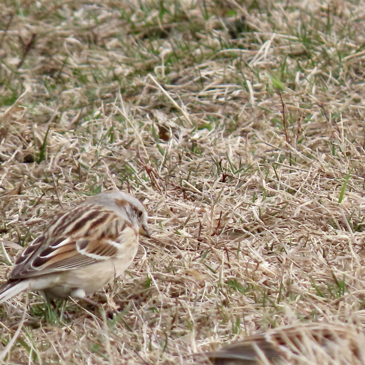 American Tree Sparrow - ML616040092