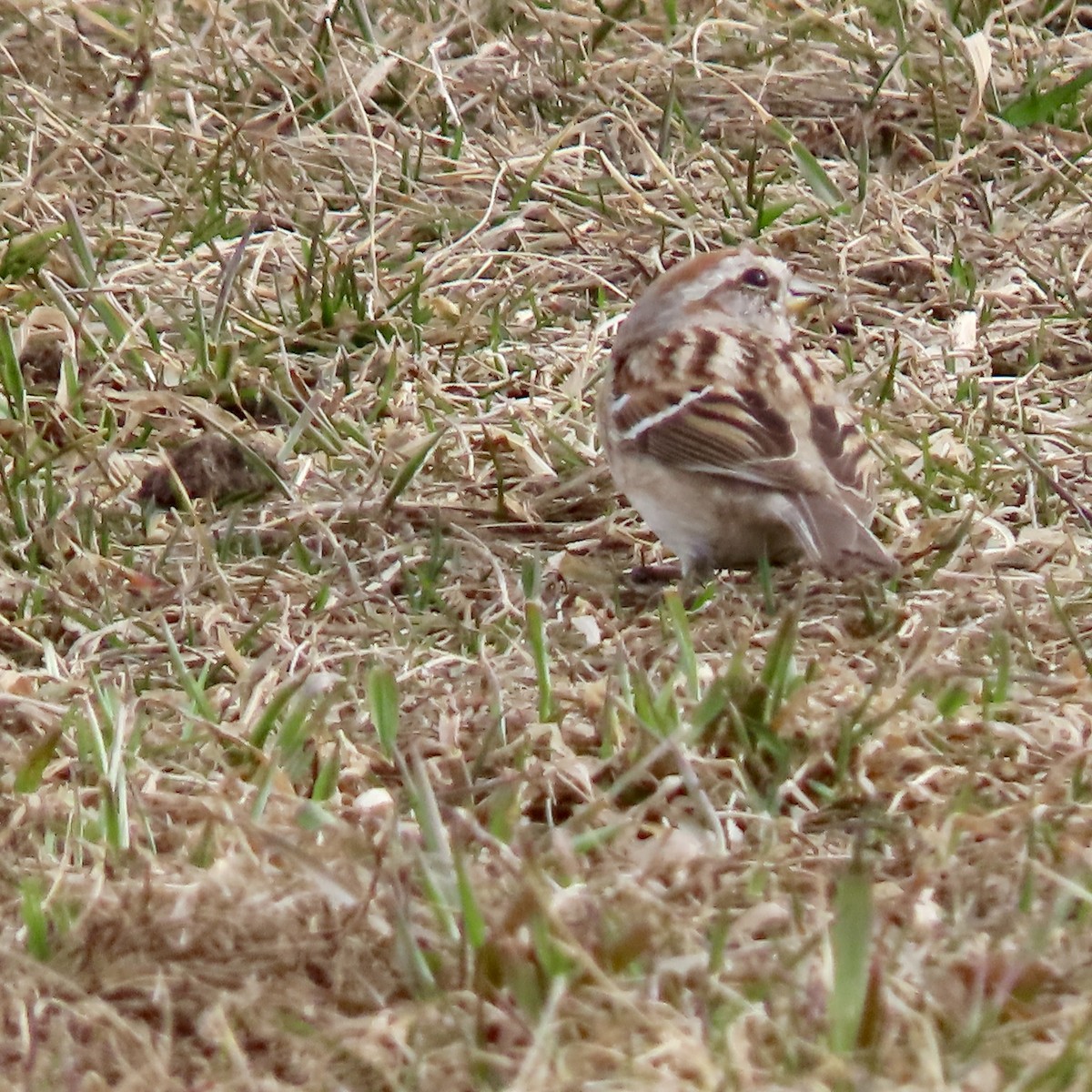 American Tree Sparrow - ML616040093