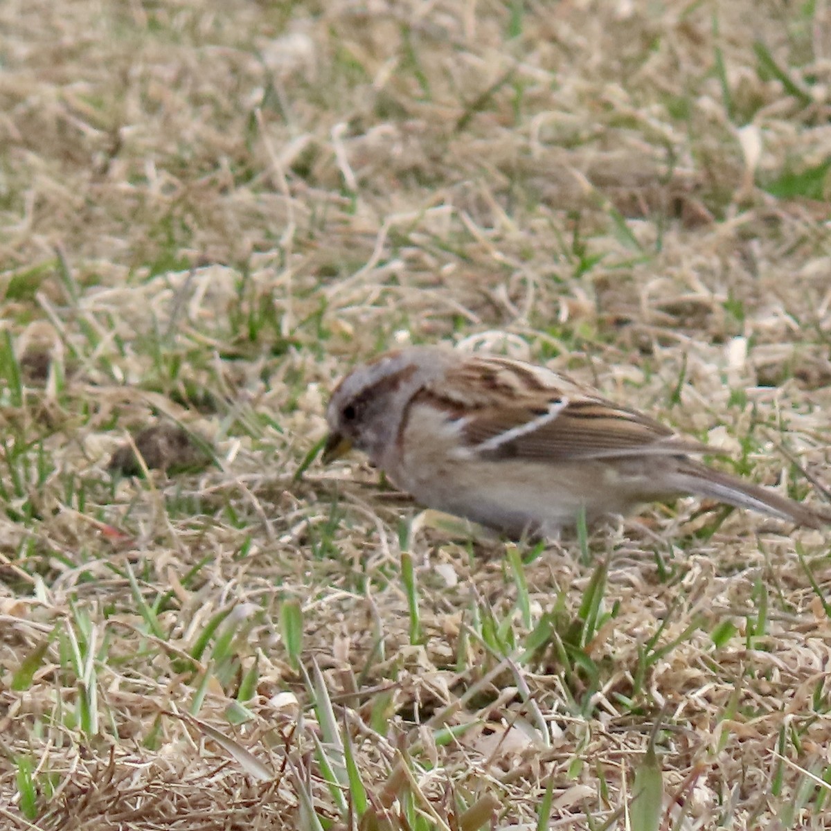 American Tree Sparrow - ML616040094