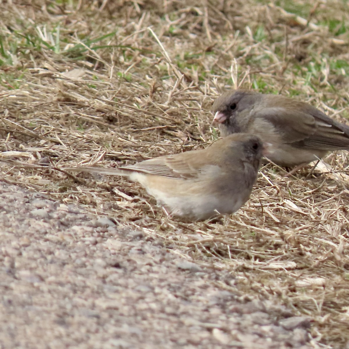 Dark-eyed Junco - ML616040108