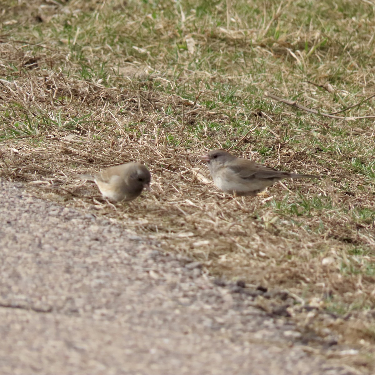 Dark-eyed Junco - ML616040110