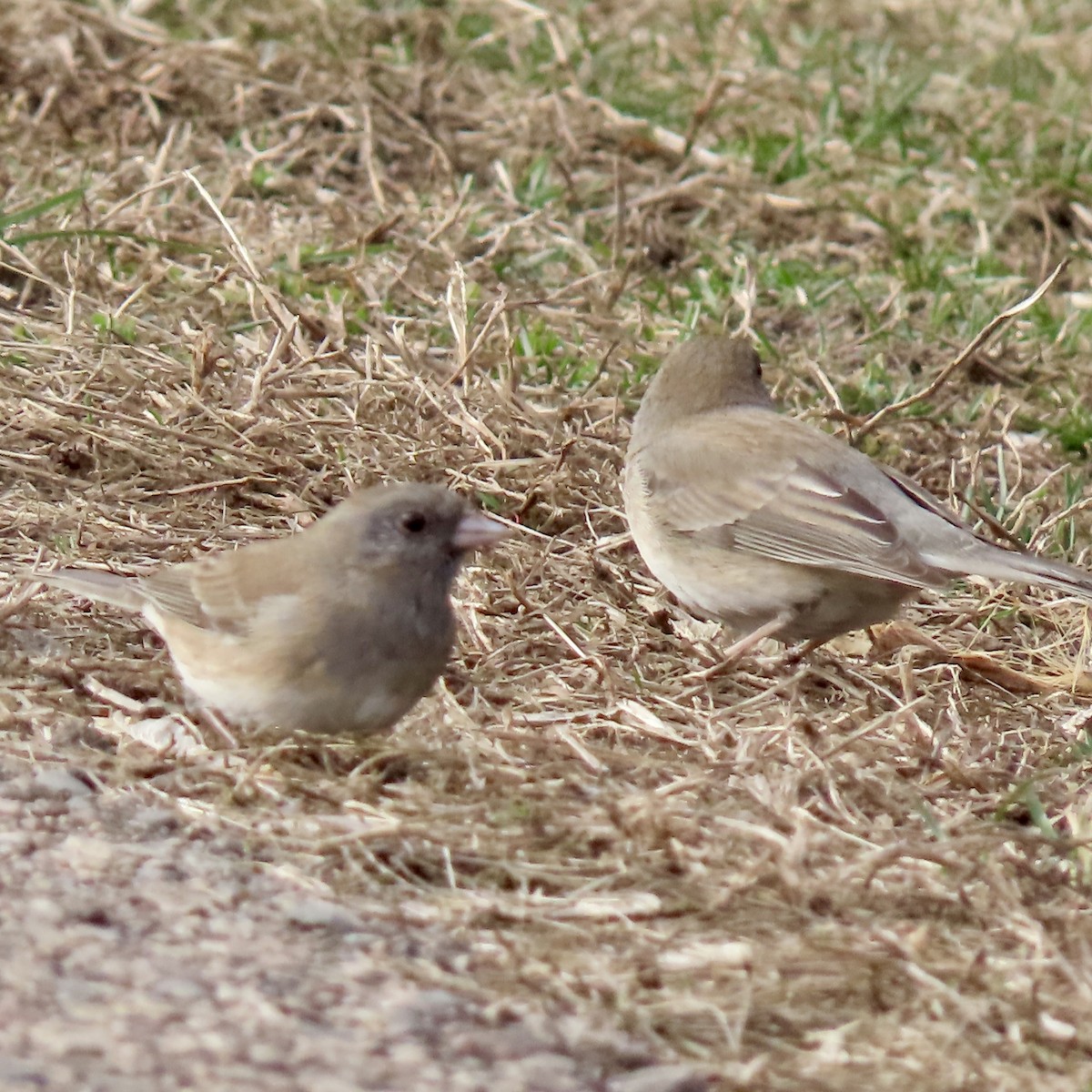 Junco Ojioscuro - ML616040111