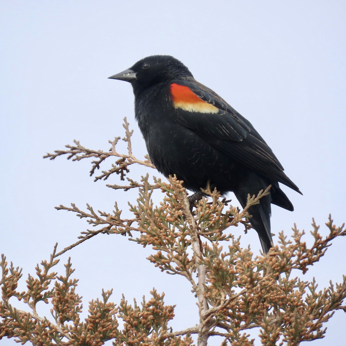 Red-winged Blackbird - ML616040138