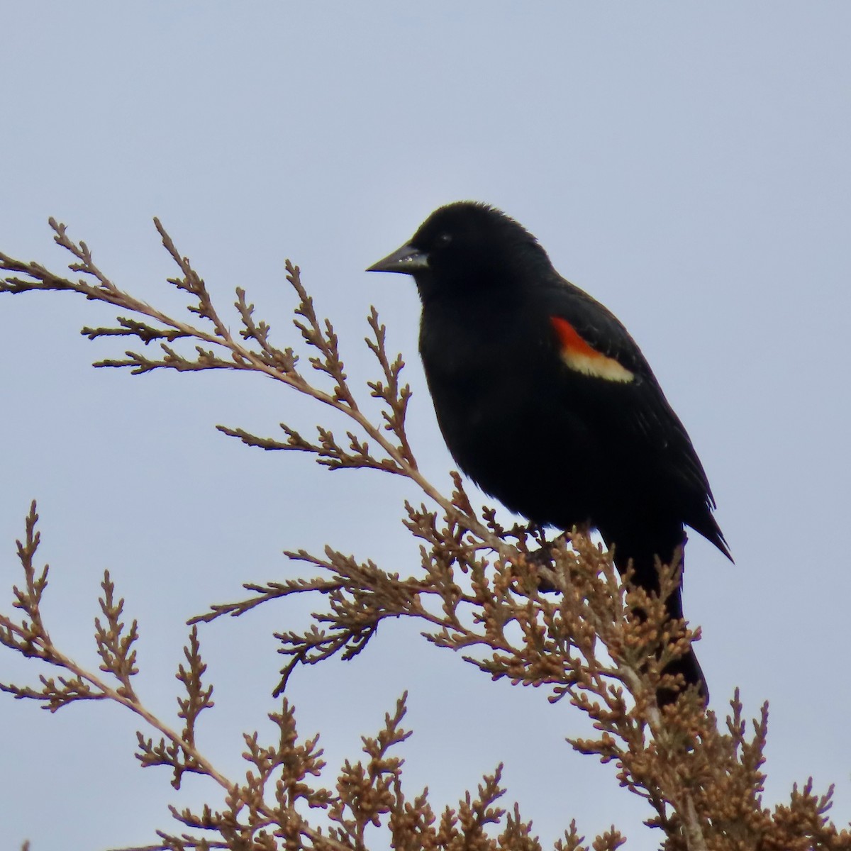 Red-winged Blackbird - ML616040139