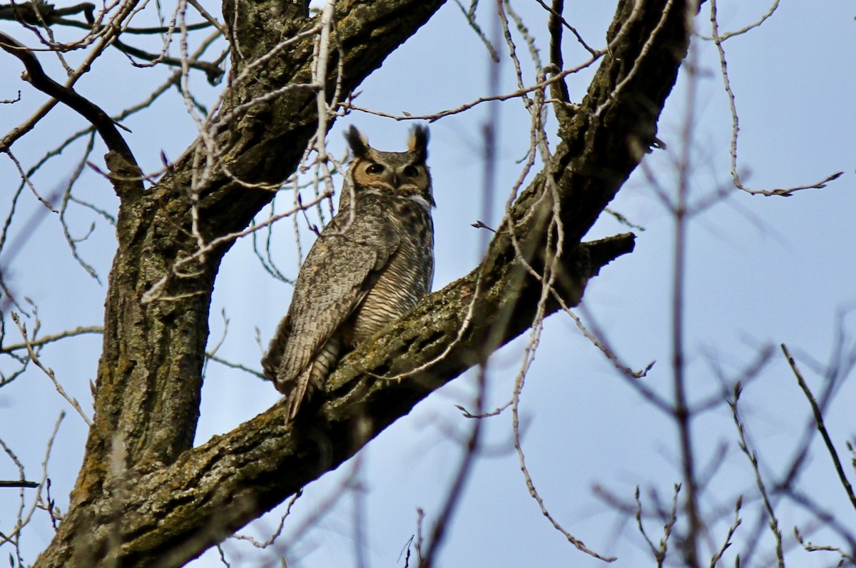Great Horned Owl - ML616040182