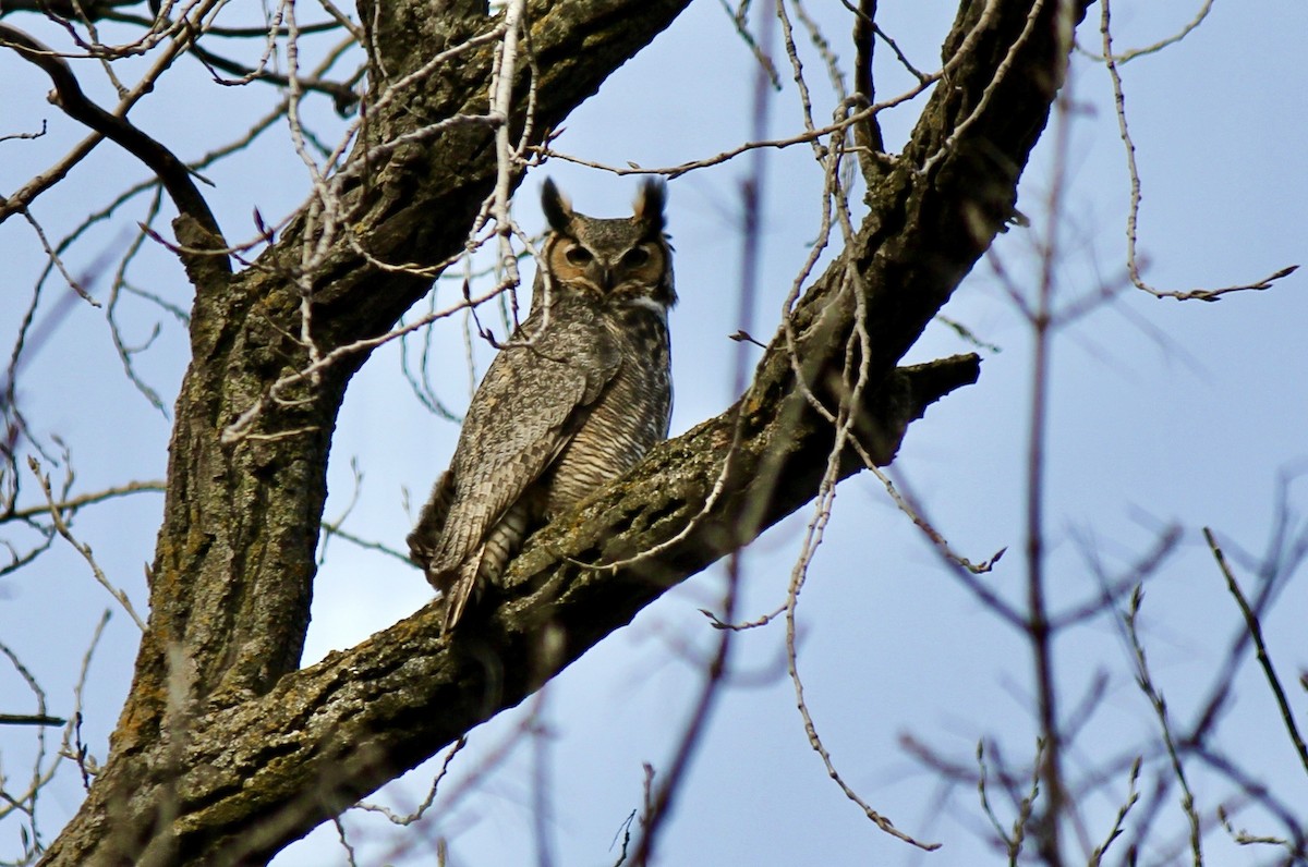 Great Horned Owl - ML616040196