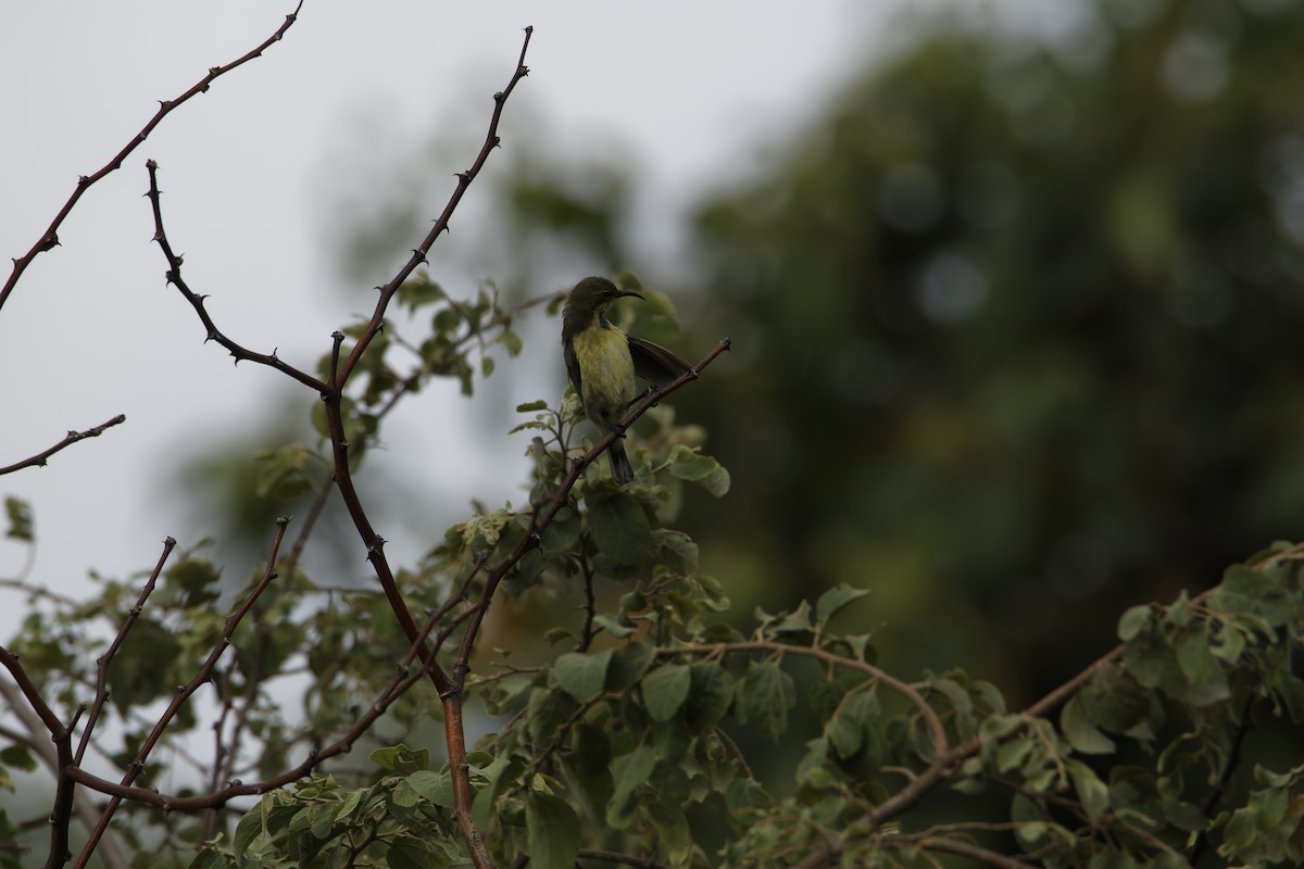 Beautiful Sunbird - ML616040235