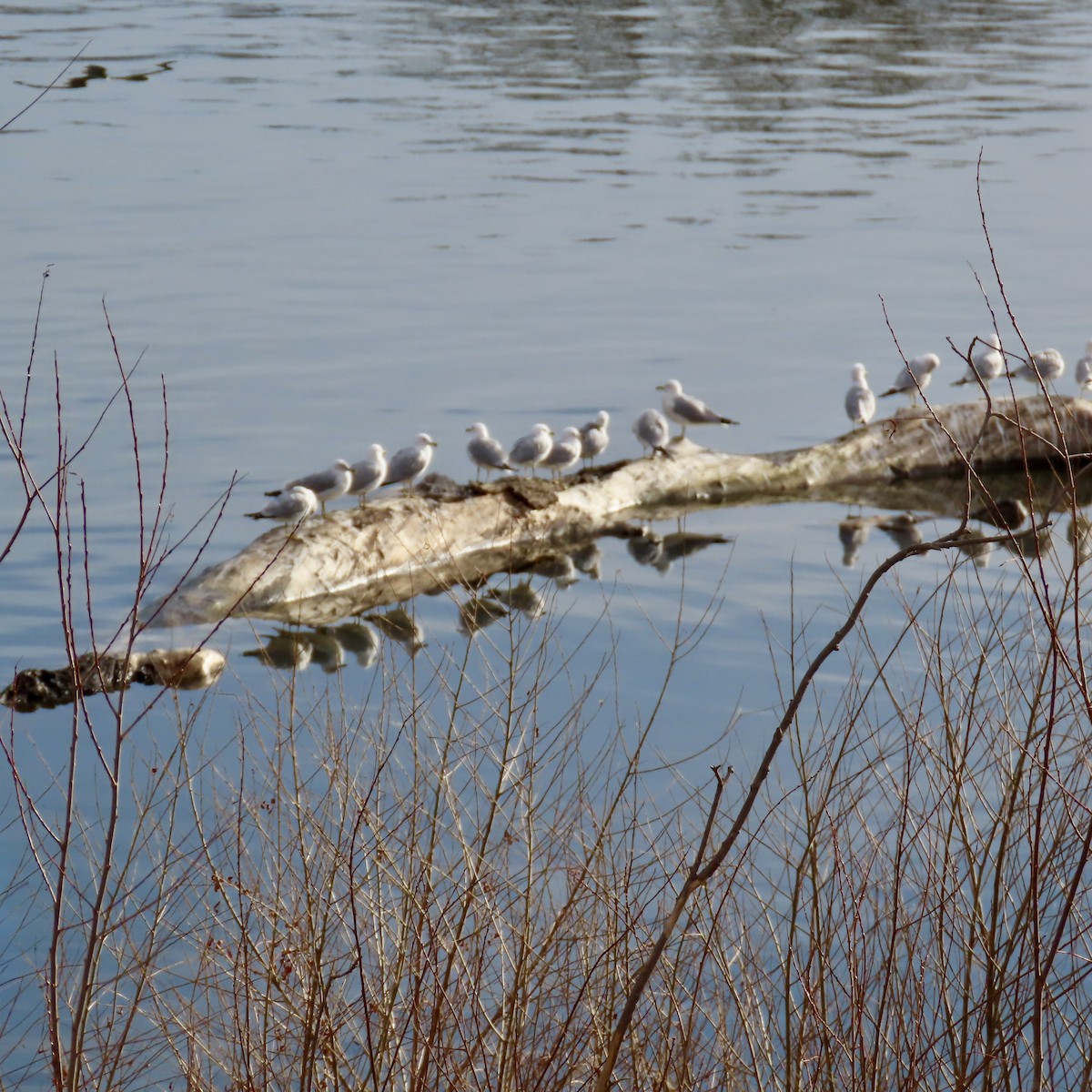 Ring-billed Gull - ML616040267