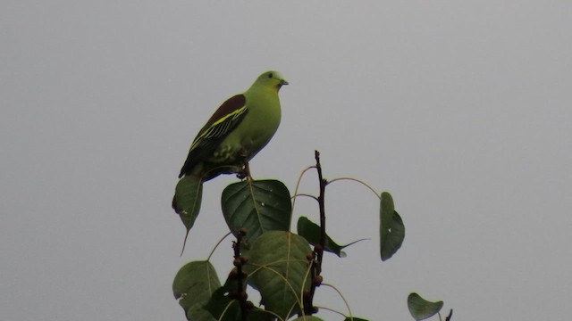 Gray-fronted Green-Pigeon - ML616040295