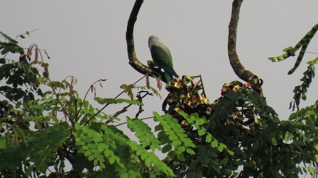 Malabar Yeşil Papağanı - ML616040303