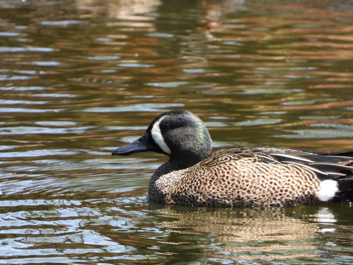 Blue-winged Teal - ML616040308