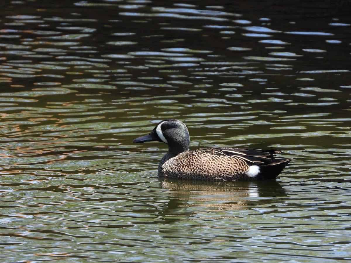 Blue-winged Teal - ML616040309