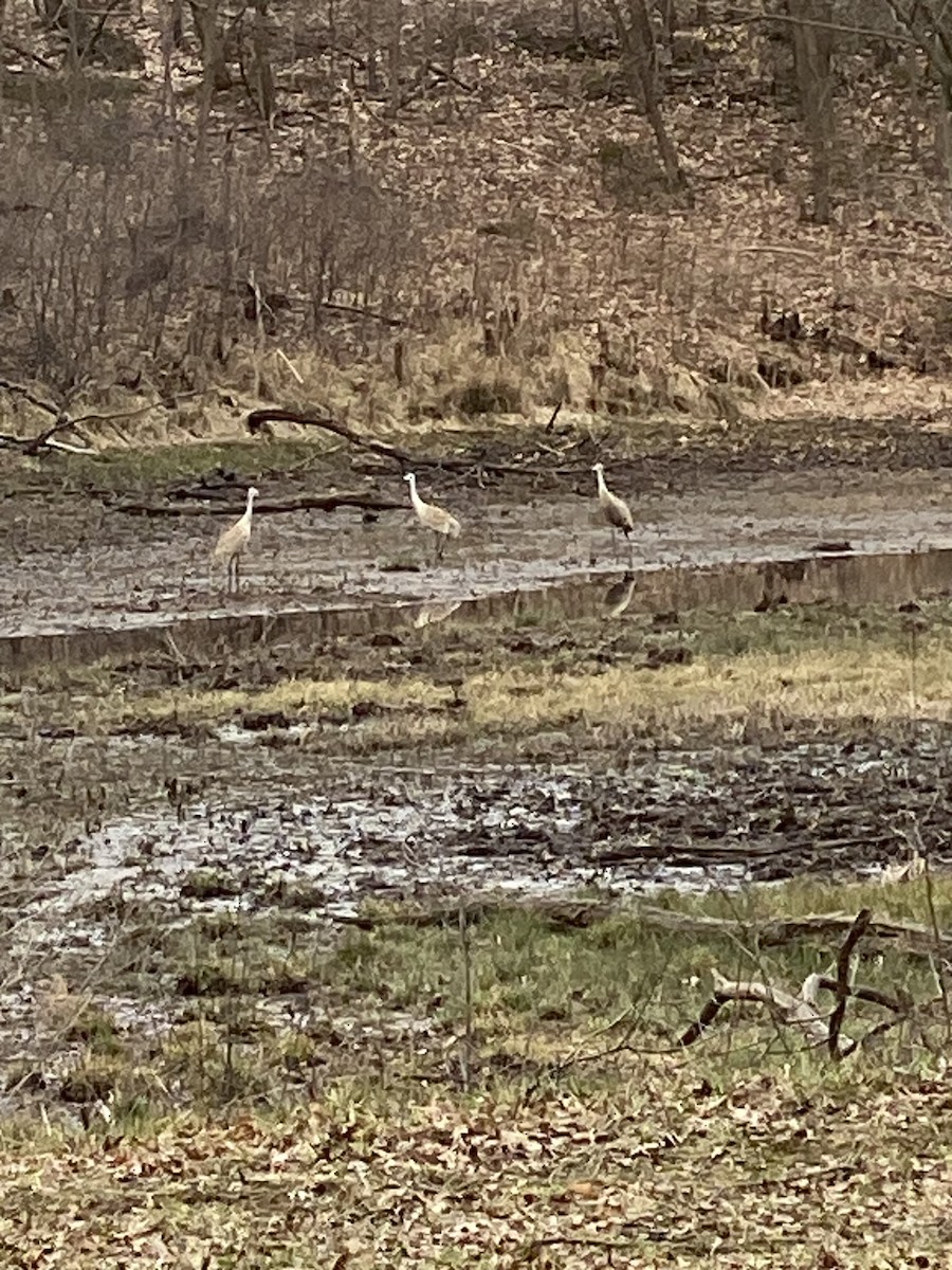 Sandhill Crane - ML616040324