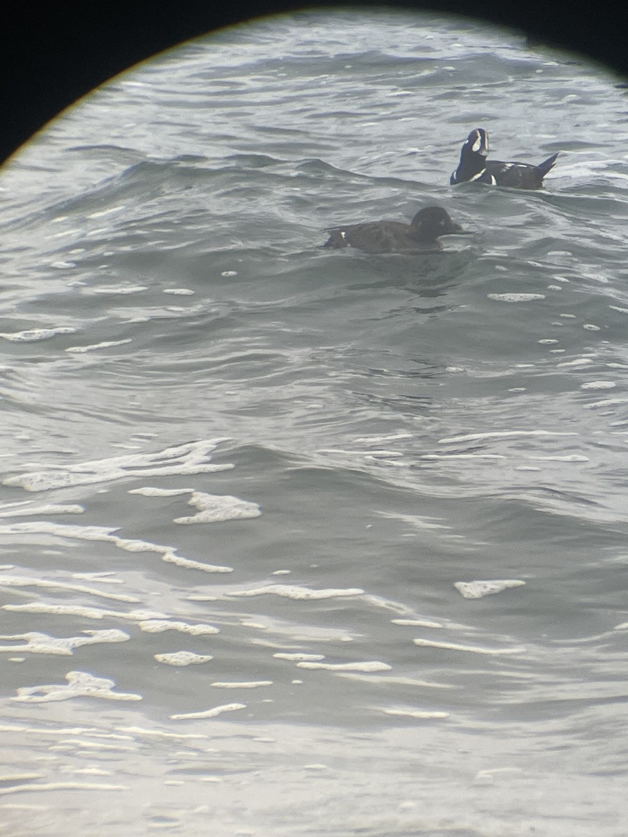 White-winged Scoter - Bay Nadeau