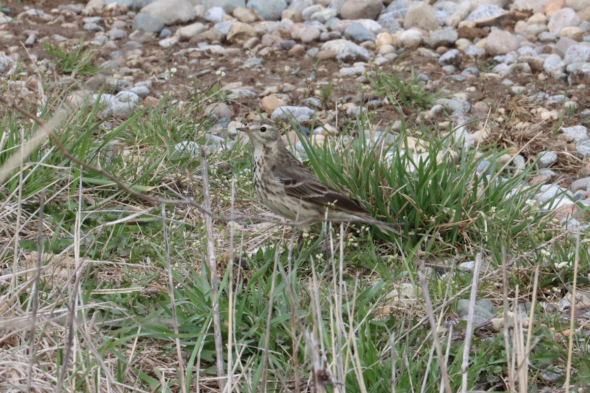 American Pipit - ML616040340