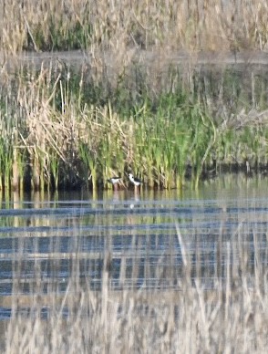 Black-necked Stilt - ML616040345