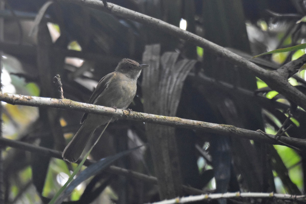 Olive Bulbul (Baker's) - Lukasz Pulawski