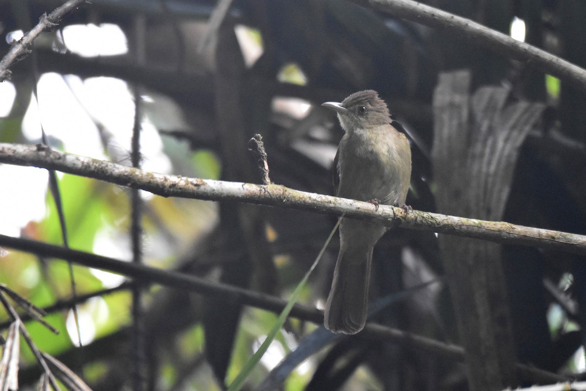 Bulbul Verdoso (cinnamomeoventris) - ML616040367