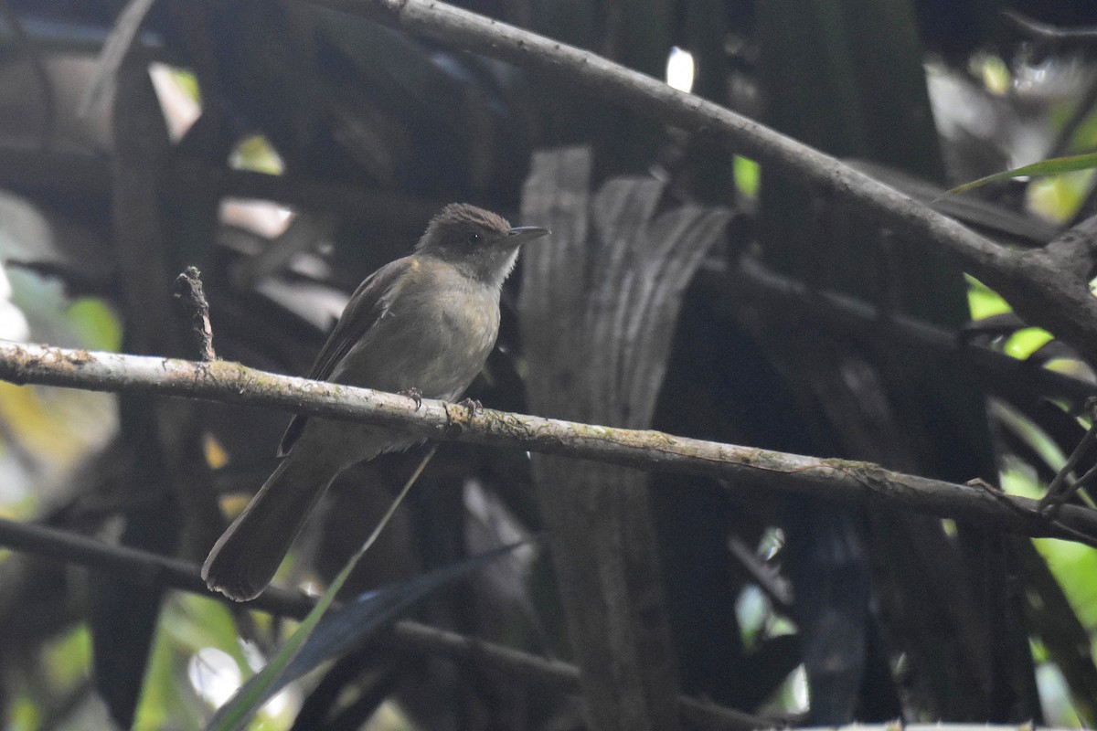 Bulbul Verdoso (cinnamomeoventris) - ML616040370