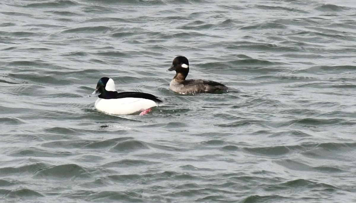 Bufflehead - ML616040375