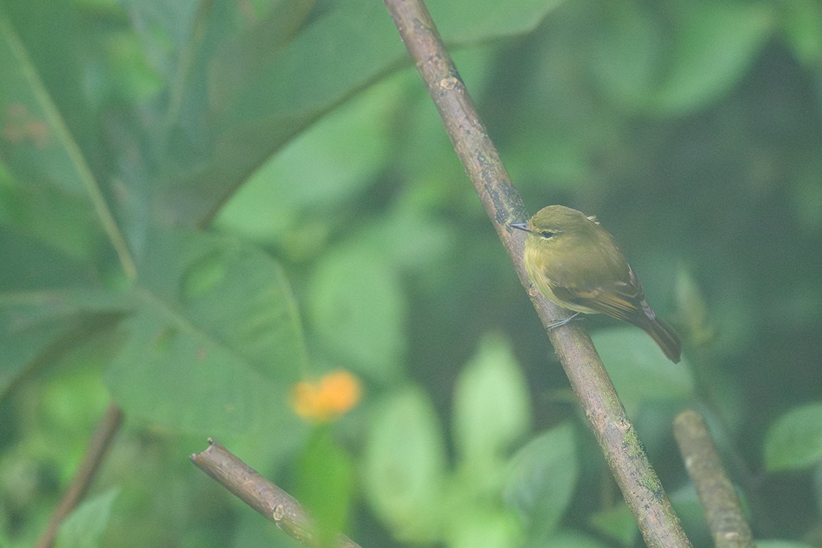 Flavescent Flycatcher - ML616040402