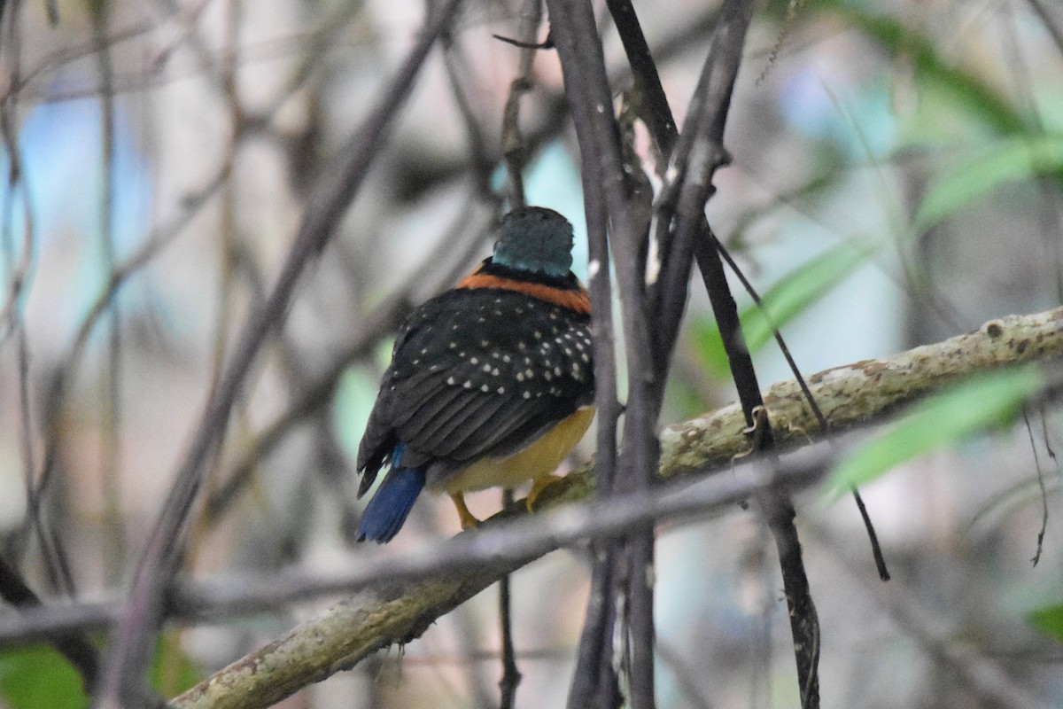 Rufous-collared Kingfisher - ML616040423