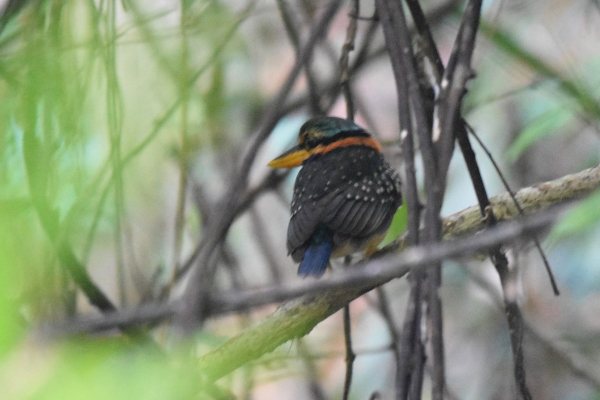 Rufous-collared Kingfisher - ML616040424