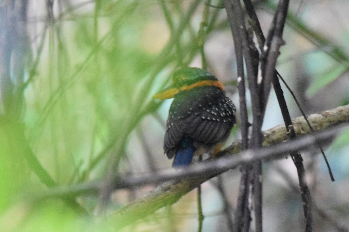 Rufous-collared Kingfisher - ML616040425