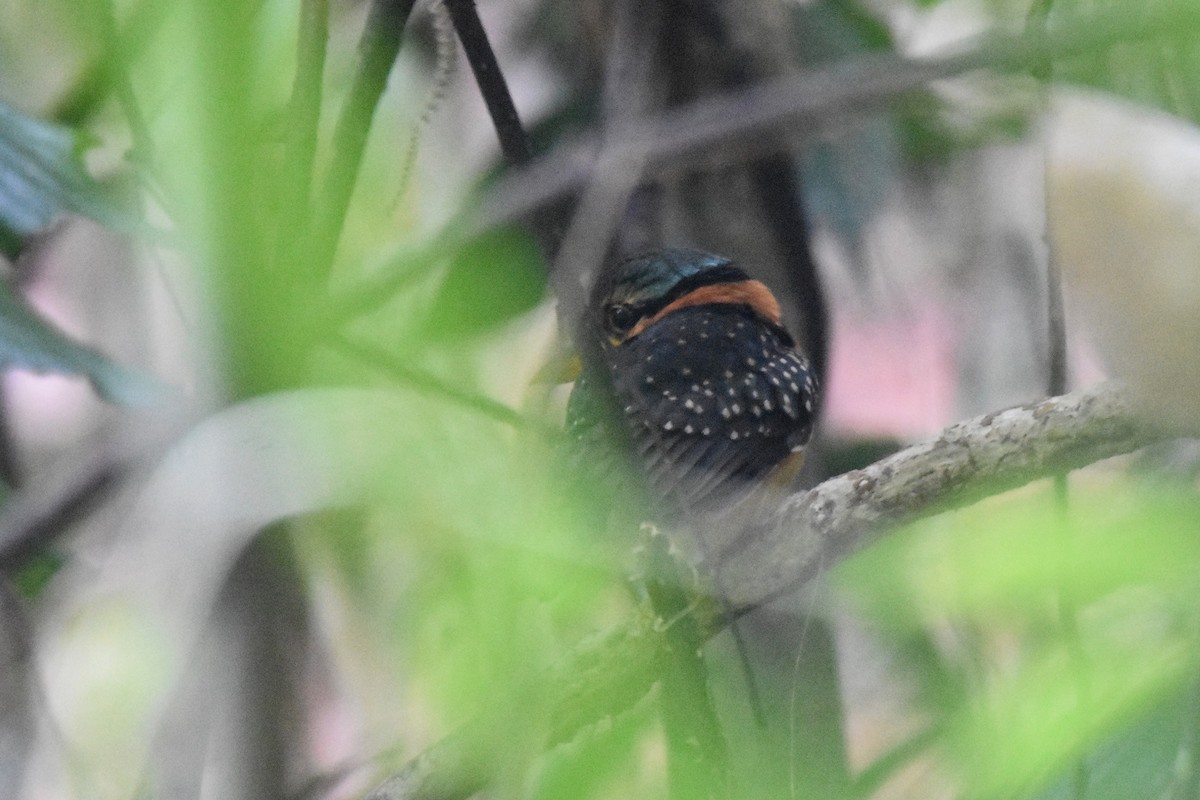 Rufous-collared Kingfisher - ML616040429