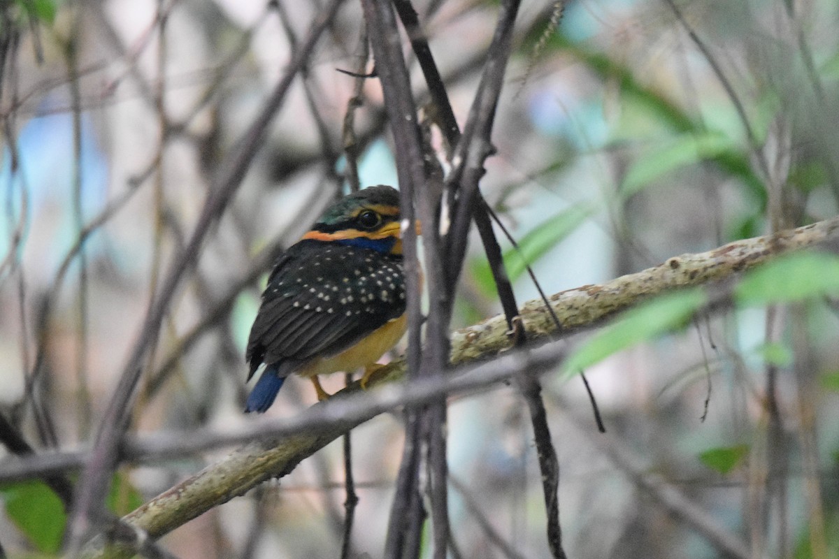 Rufous-collared Kingfisher - ML616040431