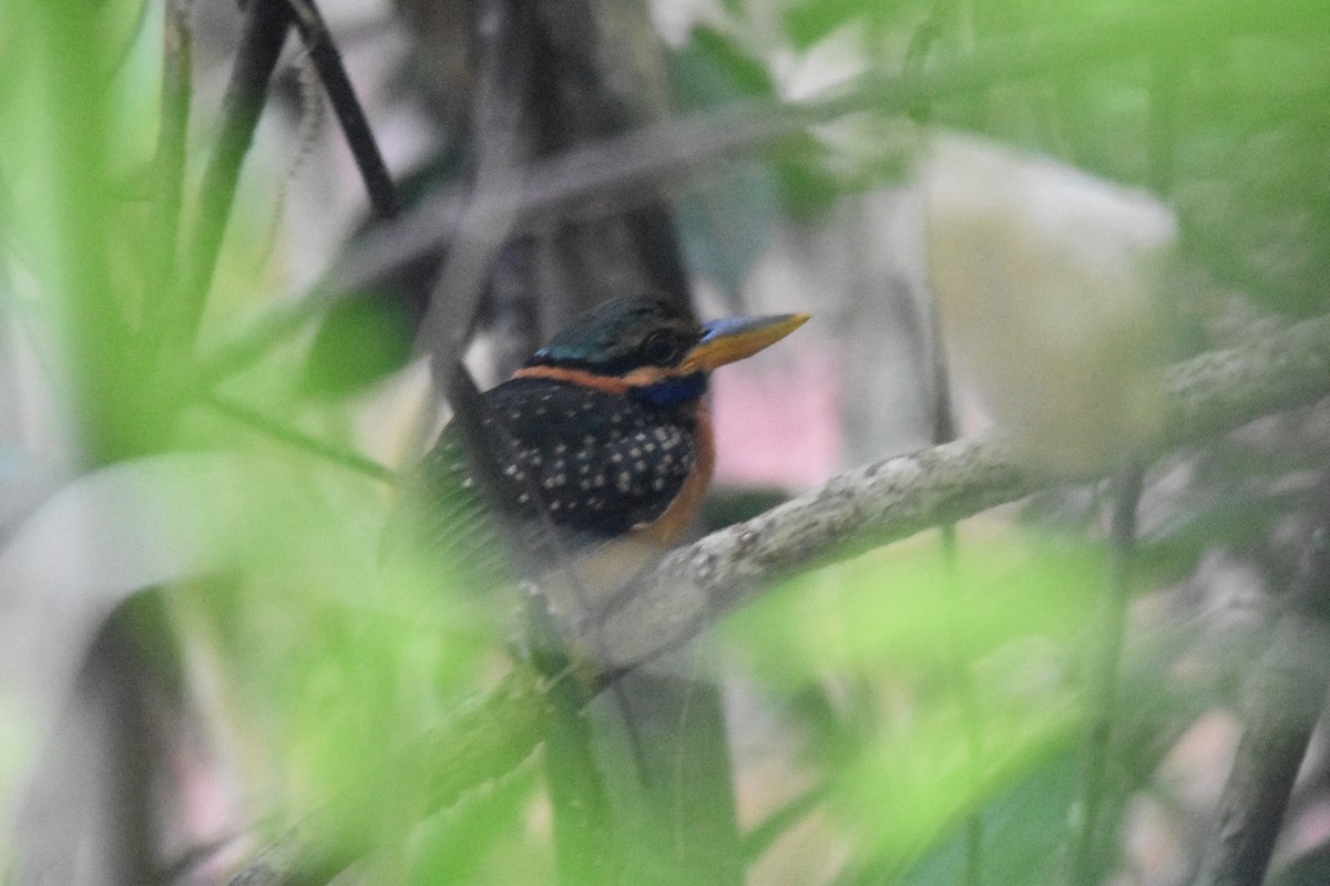 Rufous-collared Kingfisher - ML616040433