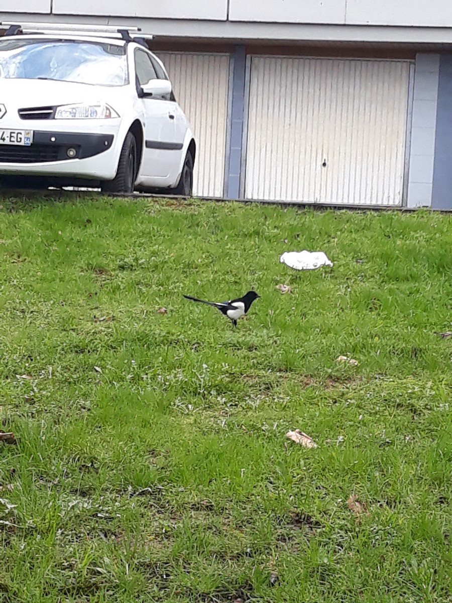 Eurasian Magpie - ML616040436