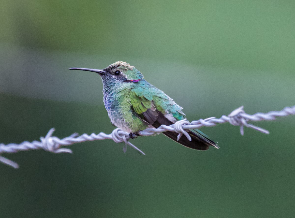 White-vented Violetear - ML616040468