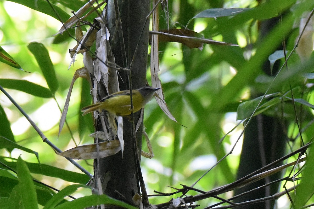 Yellow-bellied Warbler - ML616040476