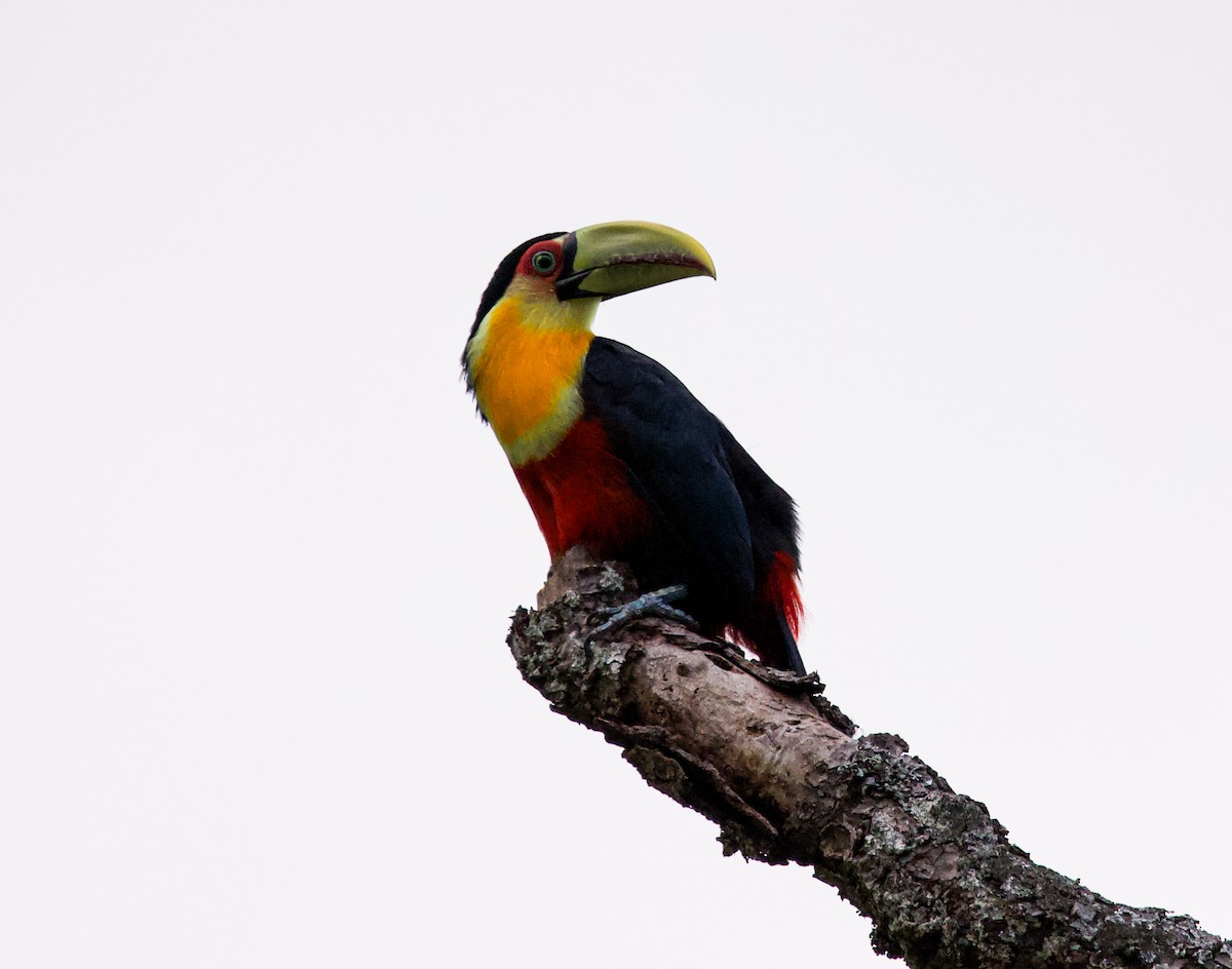 Red-breasted Toucan - ML616040498