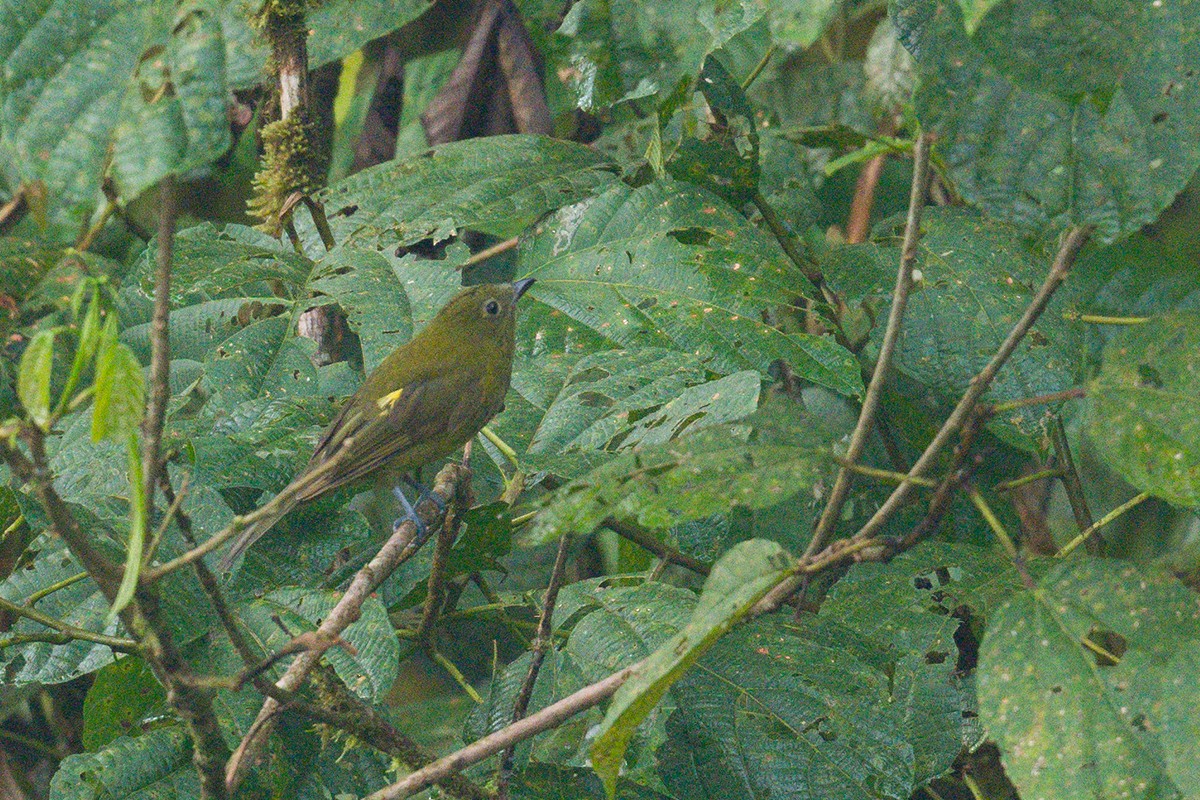 Olivaceous Piha - ML616040511