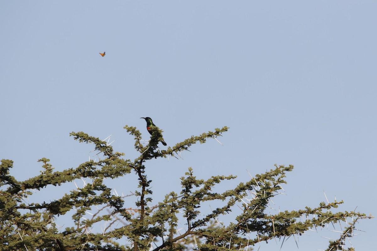 Black-bellied Sunbird - ML616040626