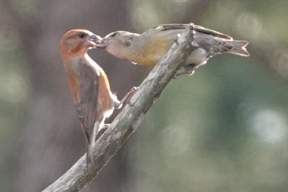 Red Crossbill - Meredith Lusk