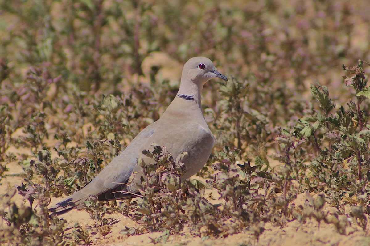 灰斑鳩 - ML616040694